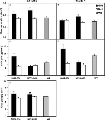 Improving Nitrogen Use Efficiency Through Overexpression of Alanine Aminotransferase in Rice, Wheat, and Barley